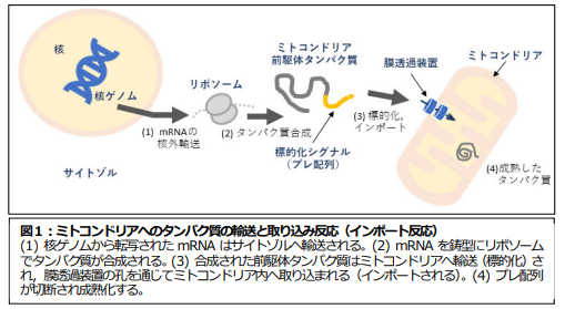 図1