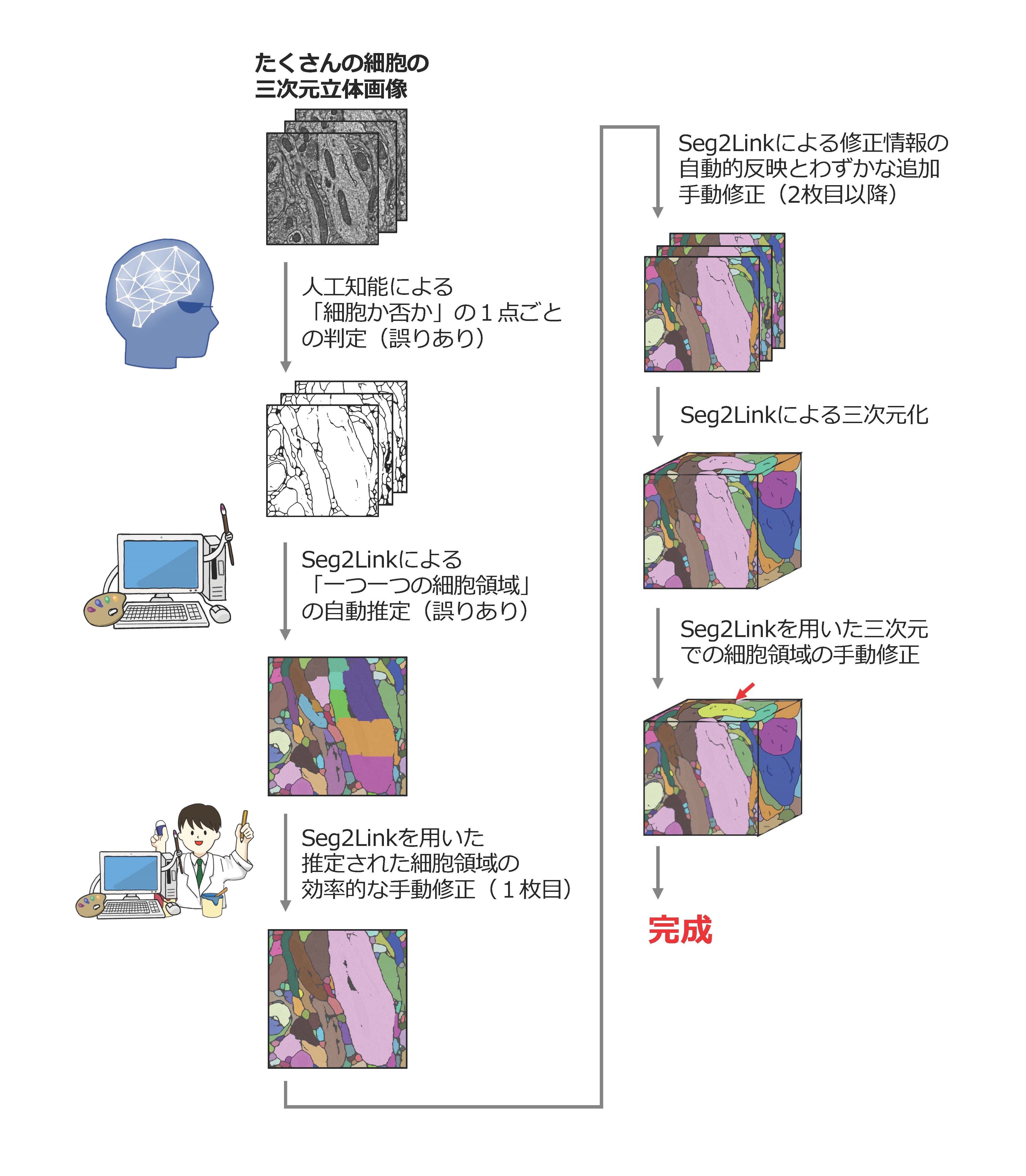 本研究で開発したソフトウェアSeg2Linkの処理の流れ