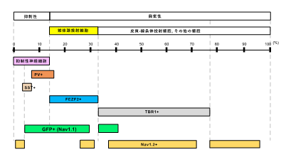 ［図5］マウス大脳皮質の5層に分布する興奮性と抑制性の神経細胞集団の区分