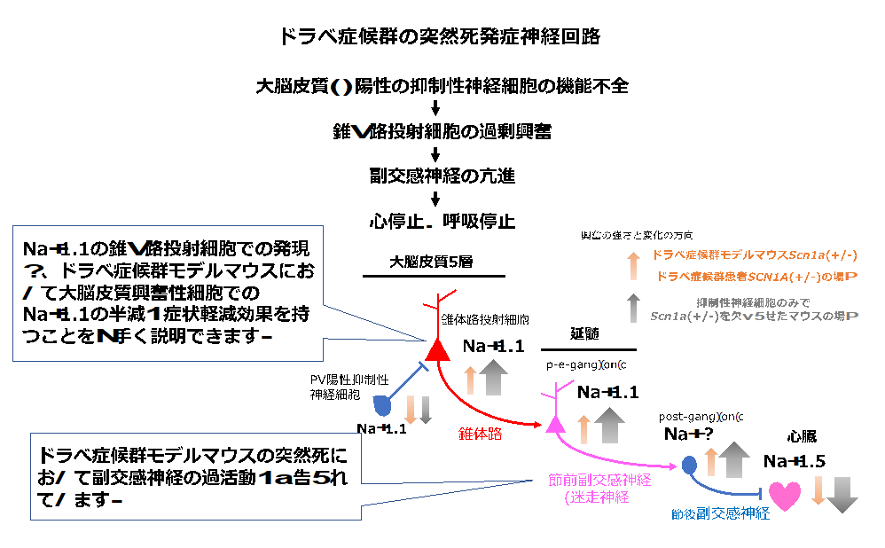 ［図7］てんかん発作に伴う突然死の発症において、Nav1.1を発現する錐体路投射細胞を介した興奮の伝達が関与することを説明する仮説の図