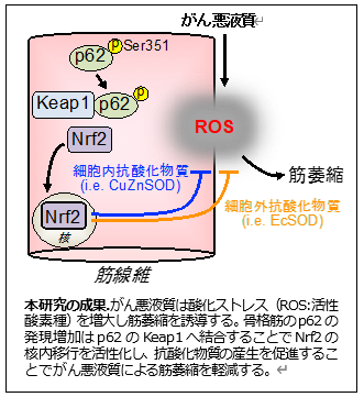 研究成果の図