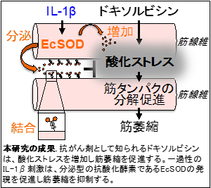 分子機構の図