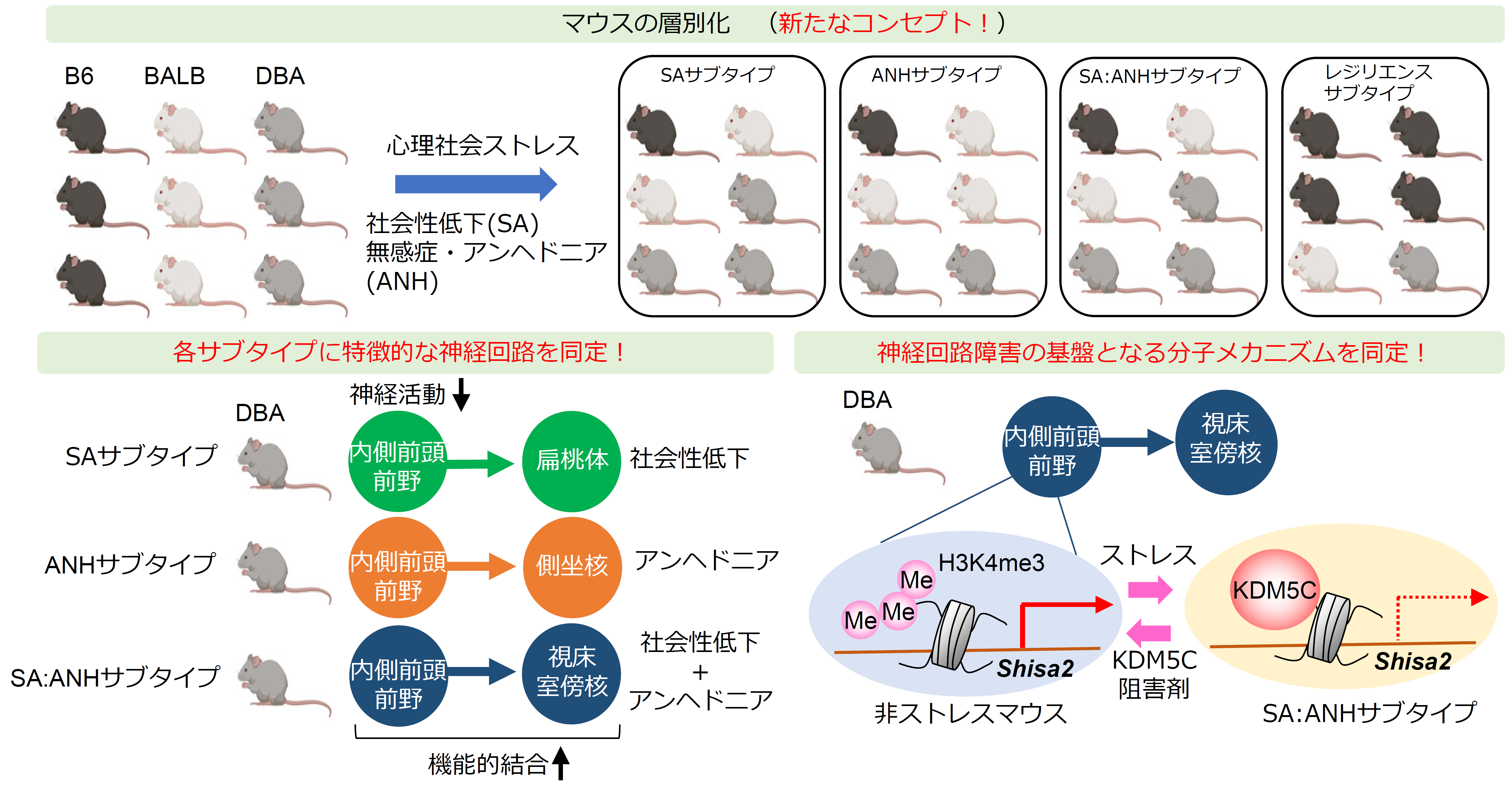 研究結果のまとめの図