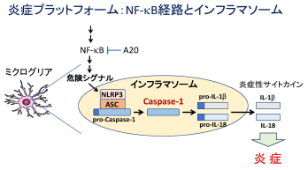 炎症プラットフォームの図