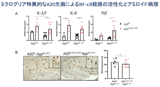 ミクログリア特異的なA20欠損によるNF-kB経路の活性化とアミロイド病理