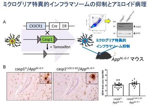 ミクログリア特異的インフラマソームの抑制とアミロイド病理