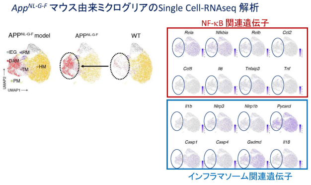 前臨床型アルツハイマー病モデルマウス由来ミクログリアのsingle Cell-RNAseq解析の図