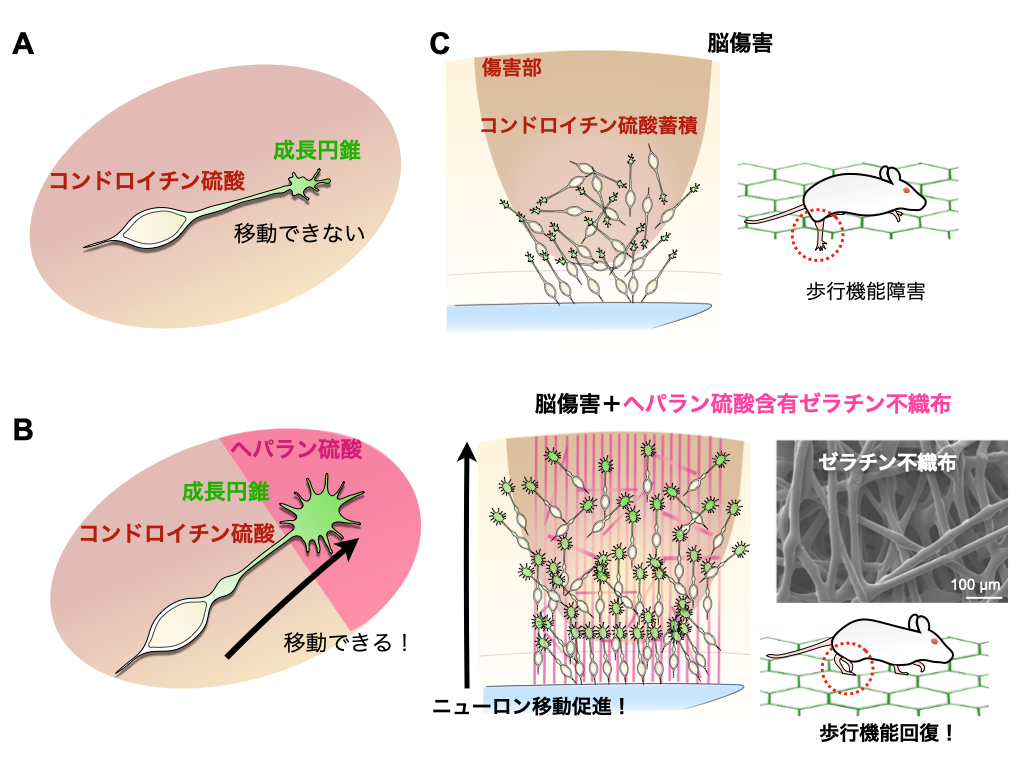 本研究の成果を表す図