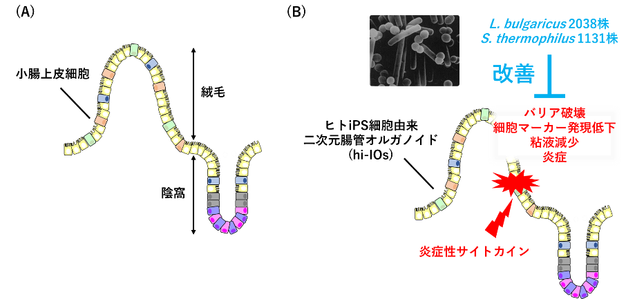 図1. (A)ヒト小腸上皮細胞の構造、(B)本研究で明らかになった乳酸菌による作用の模式図