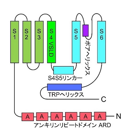 図1　TRPV4の一つサブユニットの構造モデル