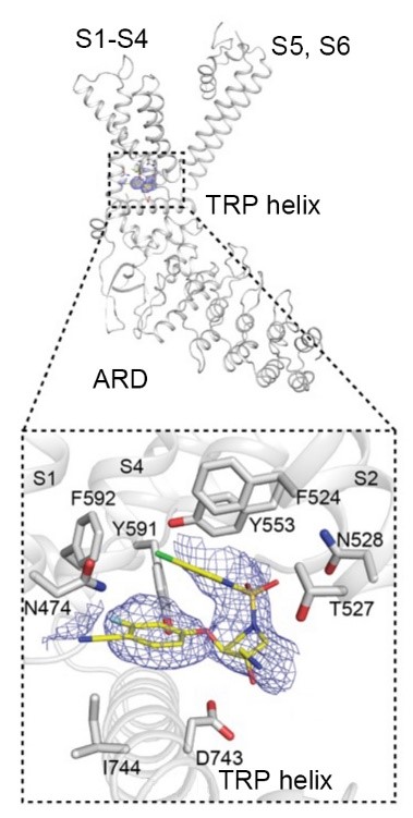 図2　ヒトTRPV4へのGSK3527497の結合