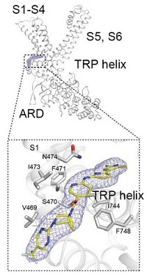 図3　ヒトTRPV4への2',4'-dimethyl-[4,5'-bithiazol]-2-yl amino derivativesの結合