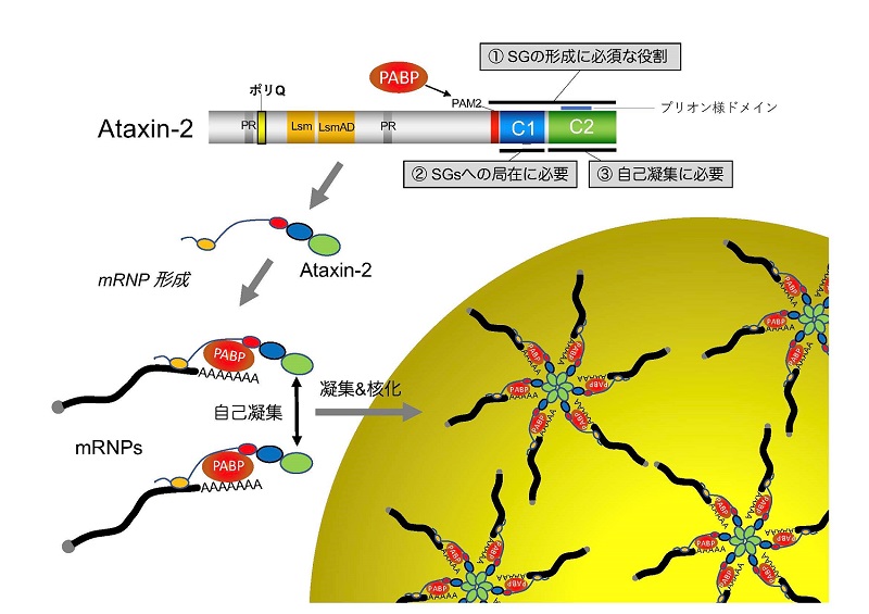 図１　ストレス顆粒形成のメカニズム