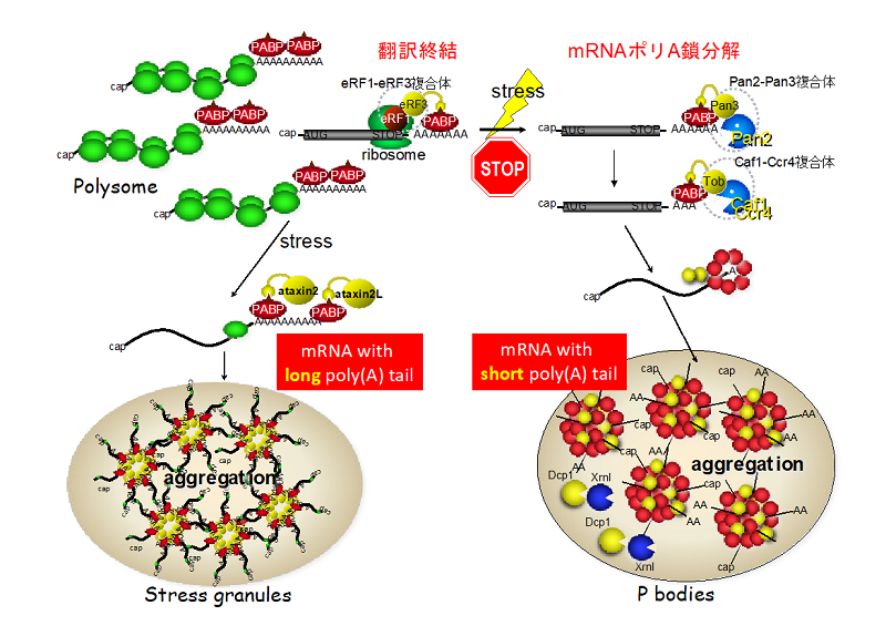 図２　ストレス顆粒とPボディの形成制御