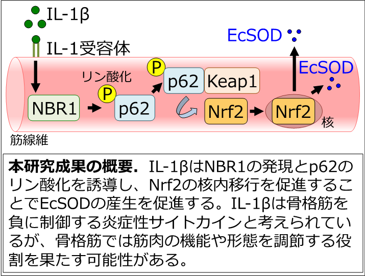 図解