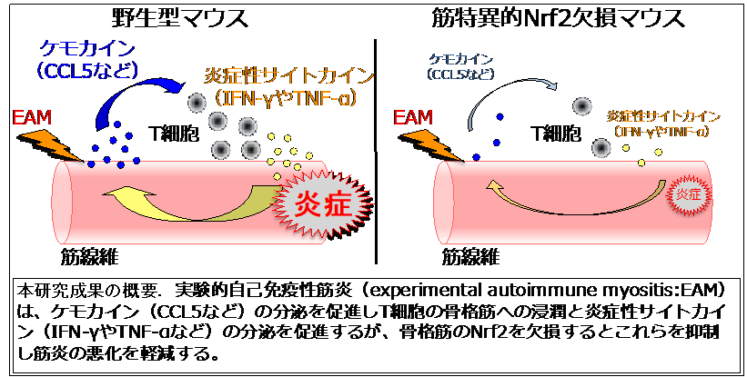 図解