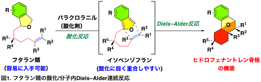 図1フタラン類の酸化分子内Diels–Alder連続反応