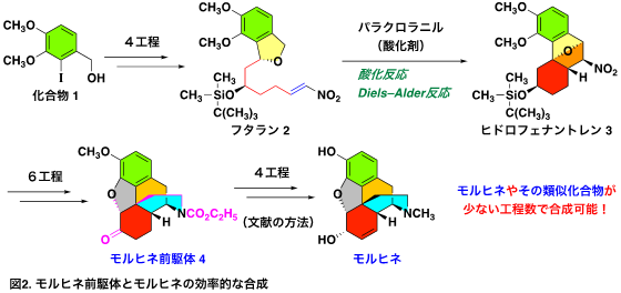 図2モルヒネ前駆体とモルヒネの効率的な合成