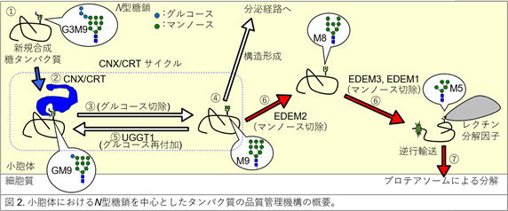 図2