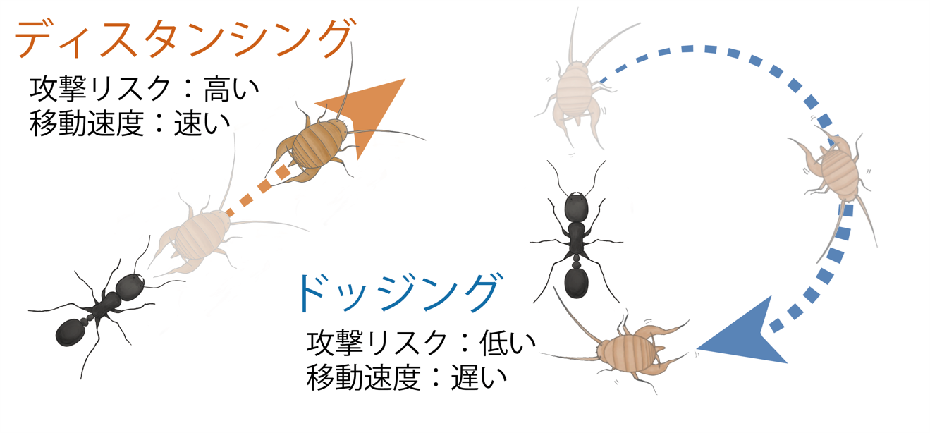 図1　サトアリヅカコオロギは状況に応じて2つの逃避戦略を使い分ける