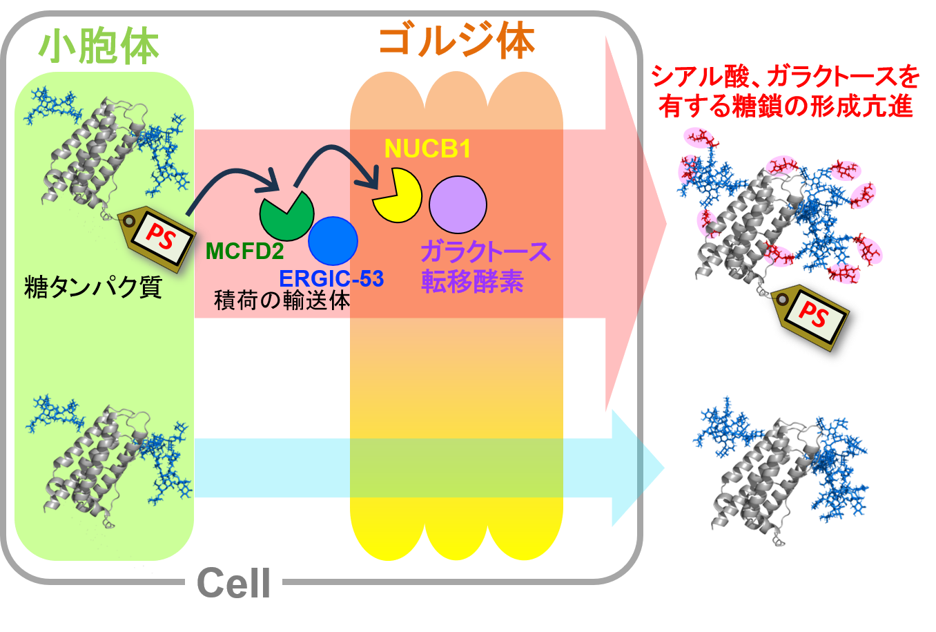 タンパク質修飾技術で細胞内輸送を制御して糖鎖修飾をコントロール:バイオ医薬品の開発を加速!