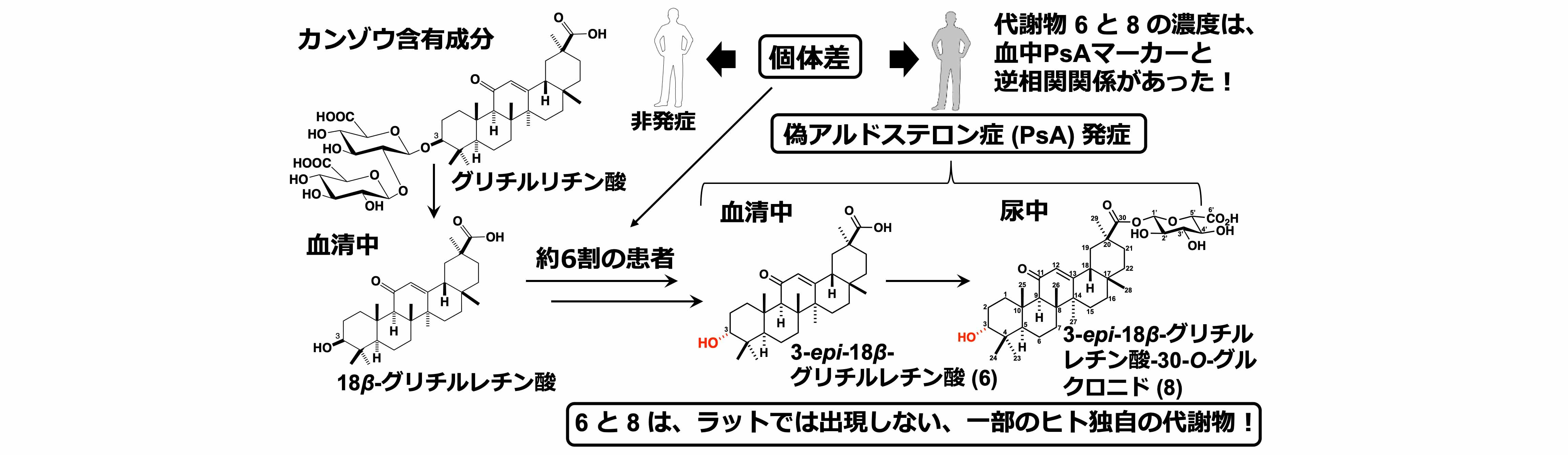 偽アルドステロン症の原因物質